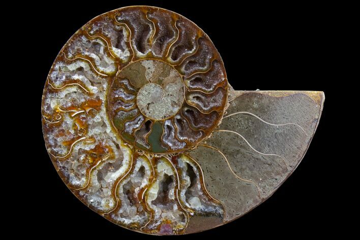 Agatized Ammonite Fossil (Half) - Crystal Lined Chambers #78597